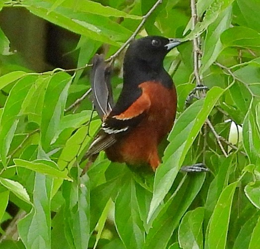 Orchard Oriole - ML618679097