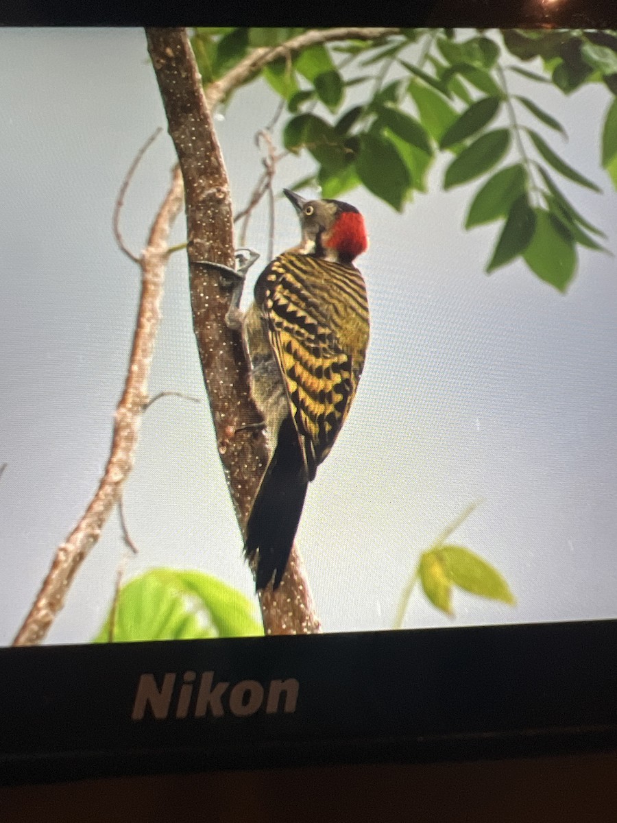 Hispaniolan Woodpecker - ML618679098