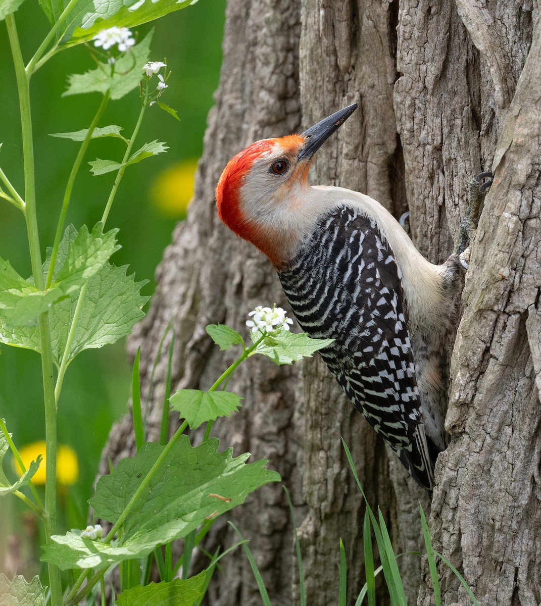 Red-bellied Woodpecker - ML618679100