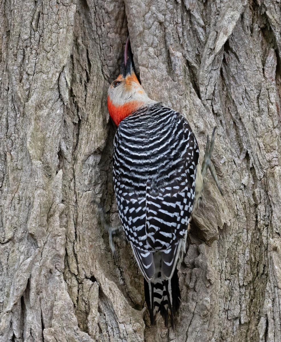 Red-bellied Woodpecker - ML618679101