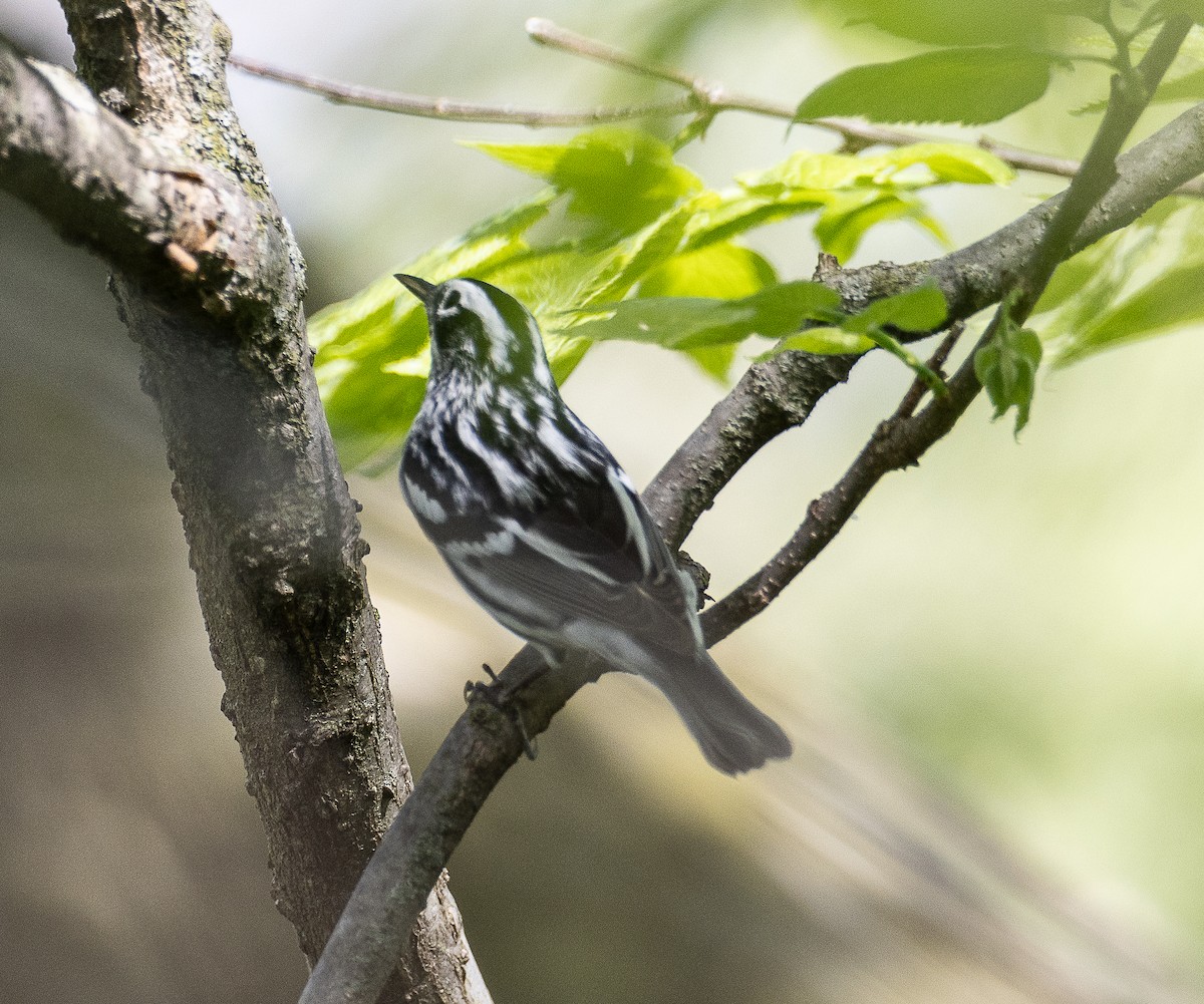 Black-and-white Warbler - ML618679149