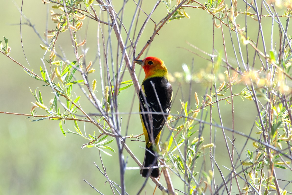 Western Tanager - ML618679163