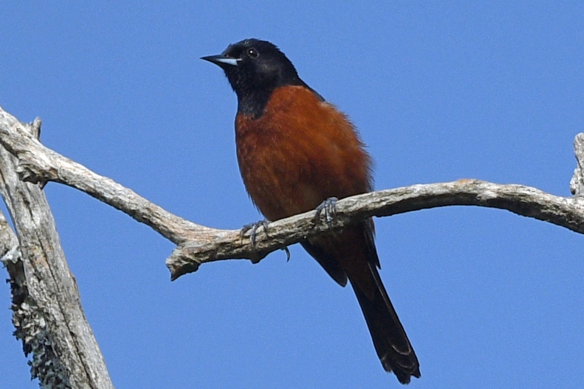 Orchard Oriole - Timothy Carstens