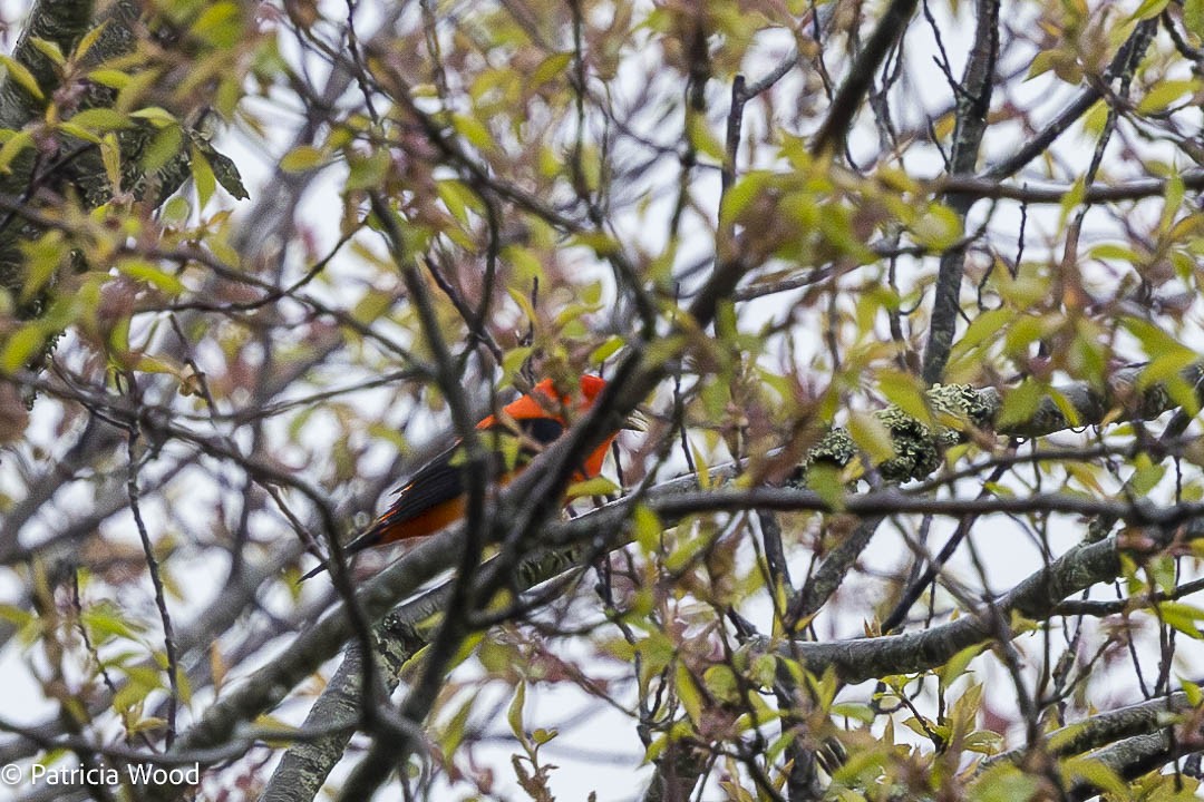 Scarlet Tanager - Mass Audubon North Shore