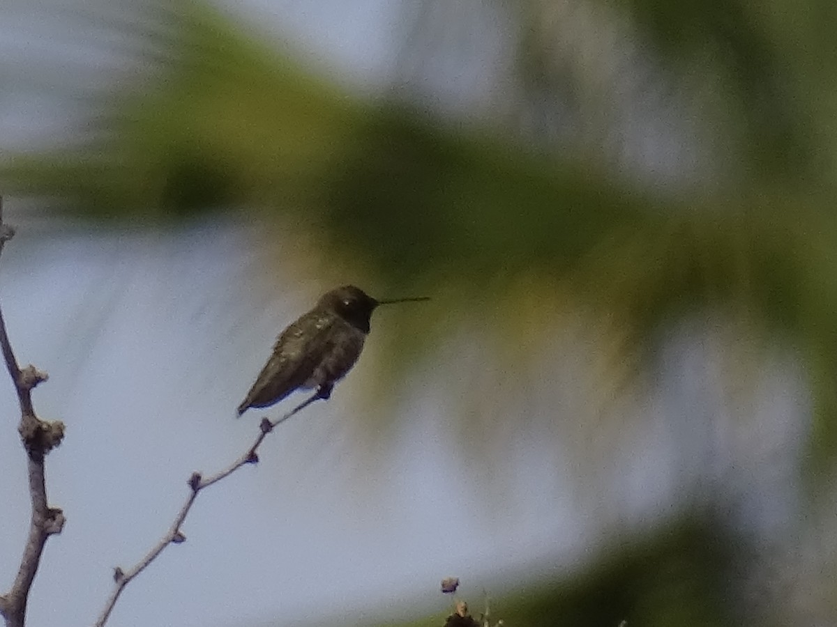 Black-chinned Hummingbird - ML618679215