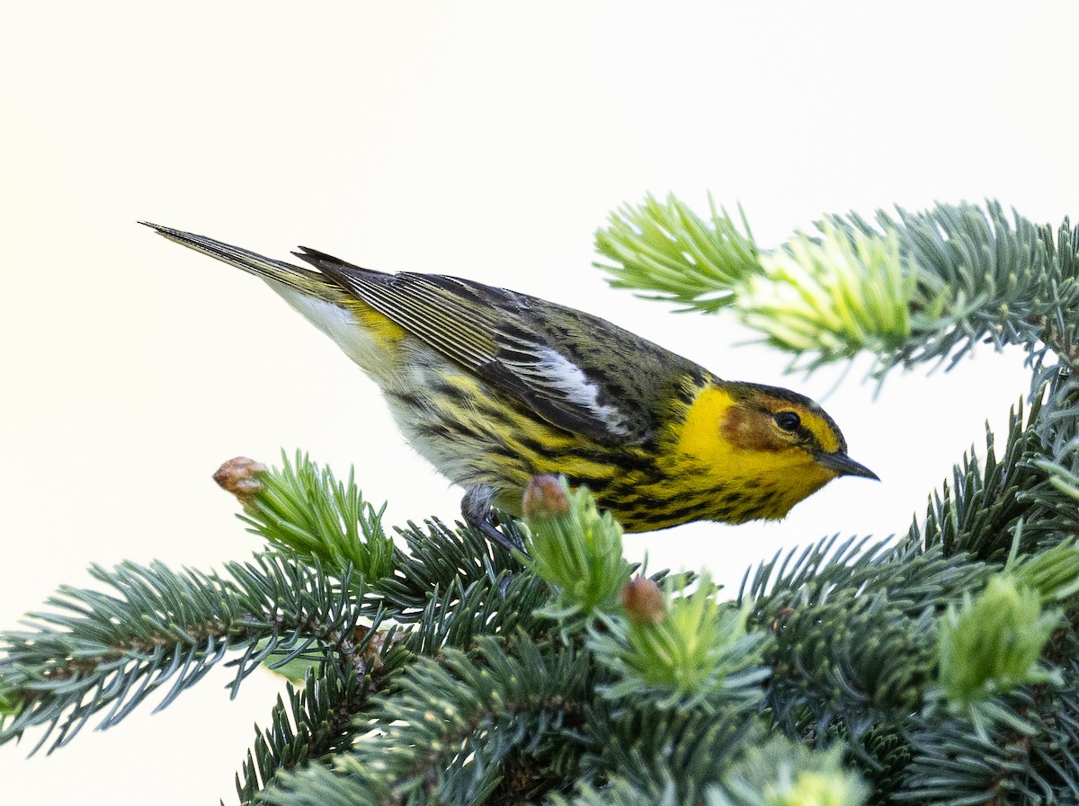 Cape May Warbler - ML618679216
