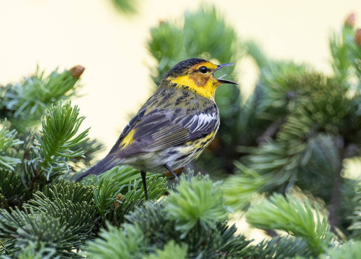 Cape May Warbler - ML618679217