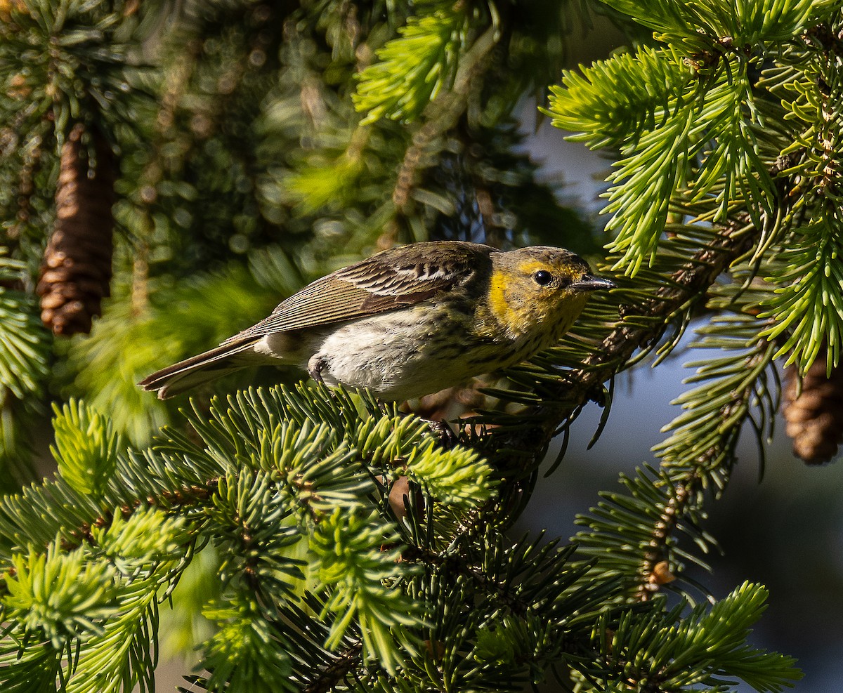 Cape May Warbler - ML618679223
