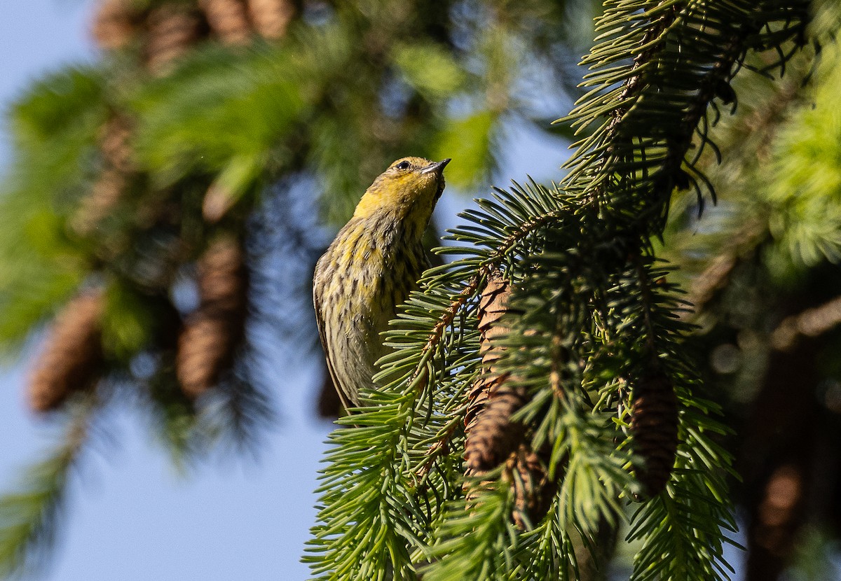 Cape May Warbler - ML618679224
