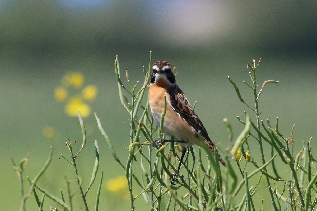 Whinchat - ML618679227