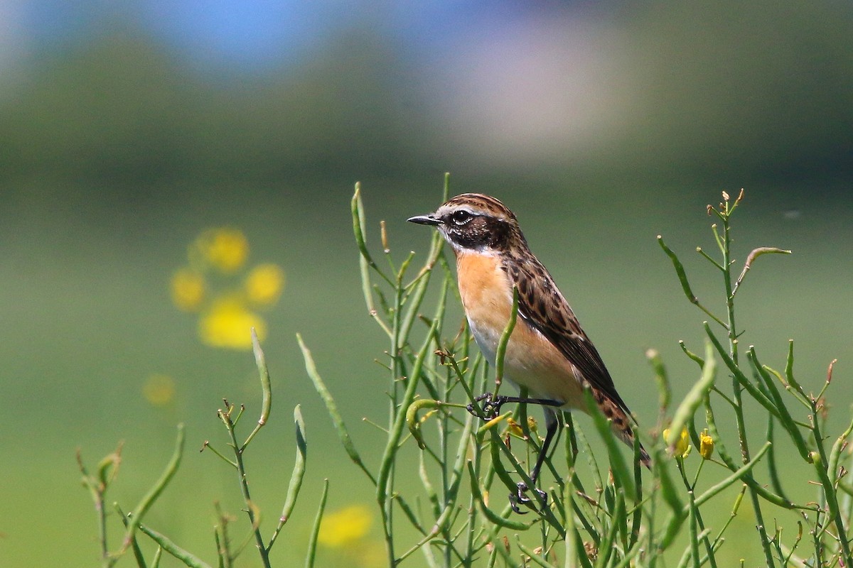 Whinchat - ML618679228