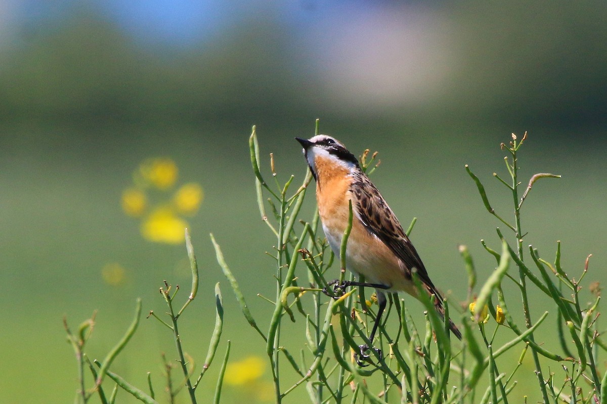 Whinchat - ML618679229