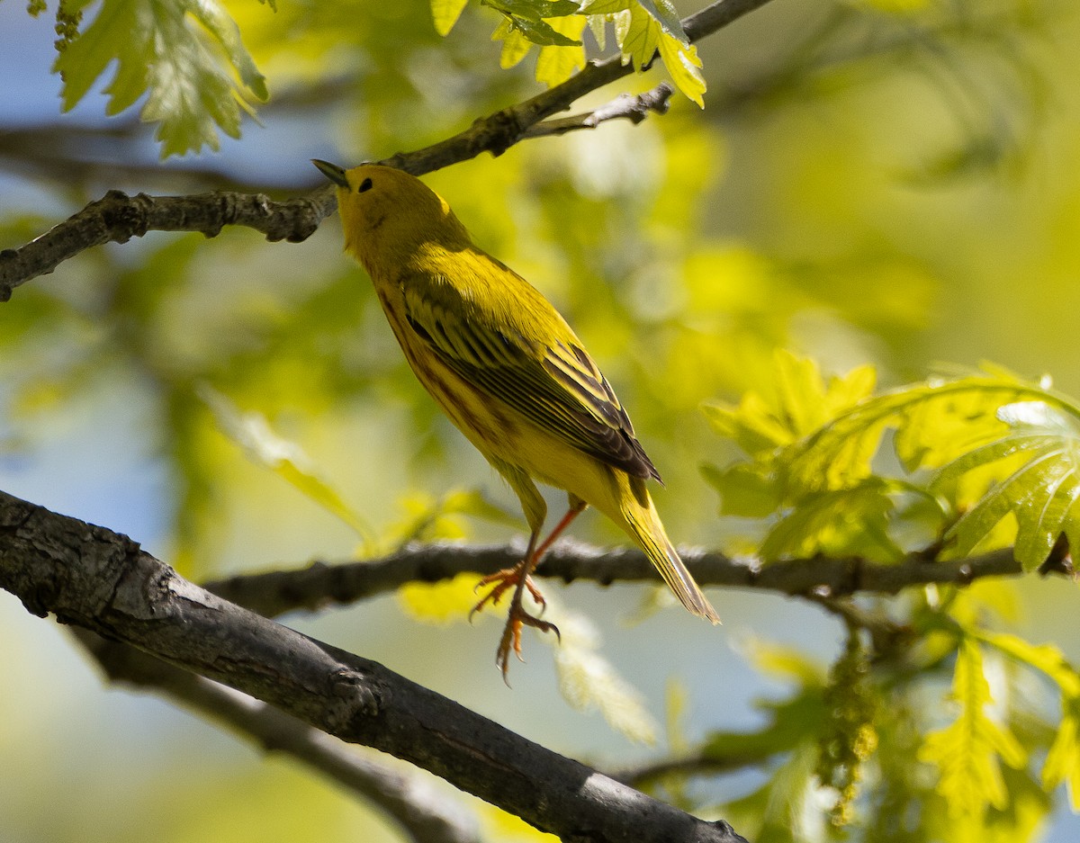Yellow Warbler - Tom Younkin