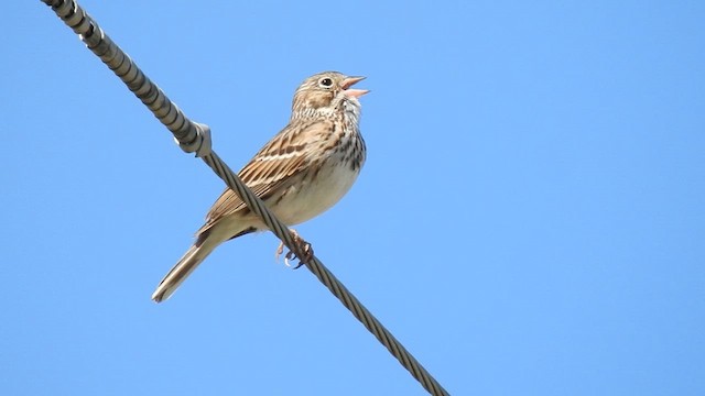 Vesper Sparrow - ML618679263