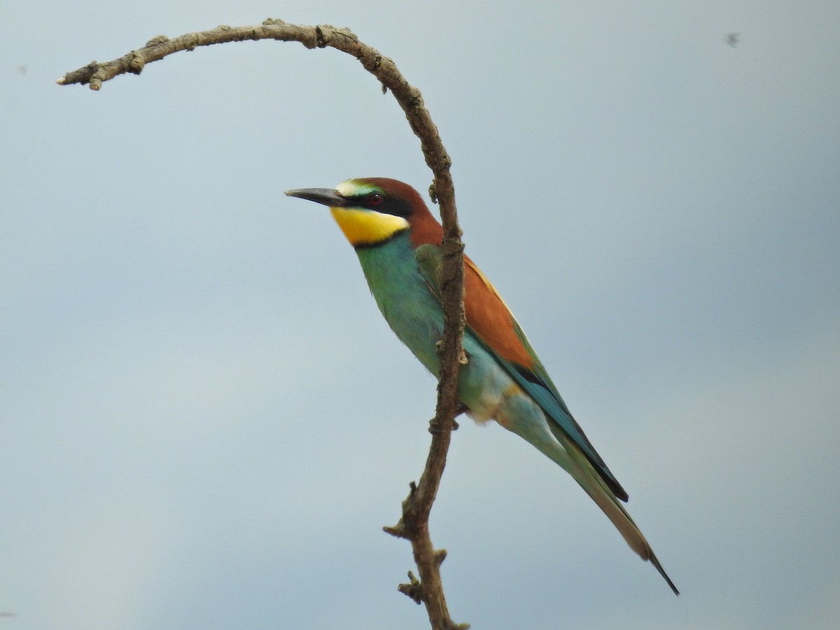 European Bee-eater - ML618679266