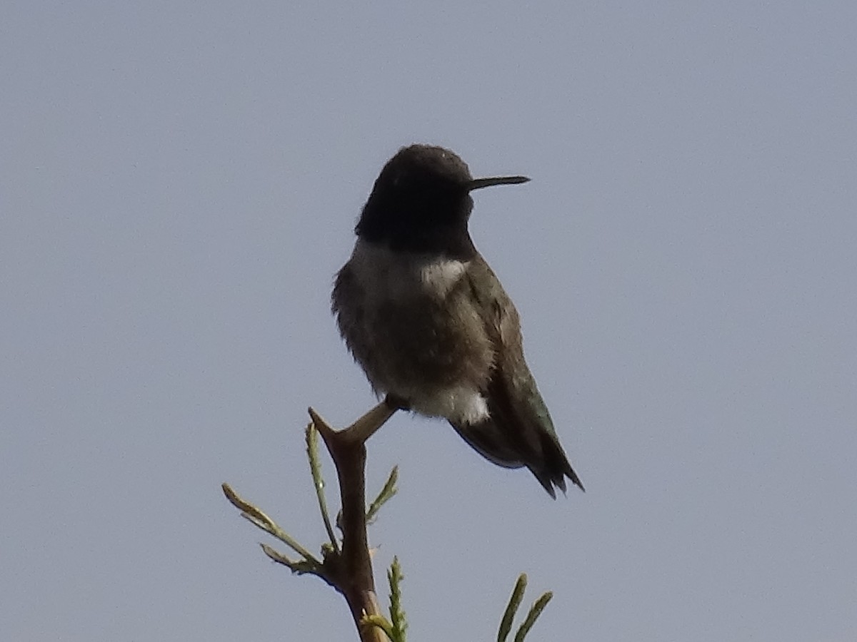Black-chinned Hummingbird - ML618679310