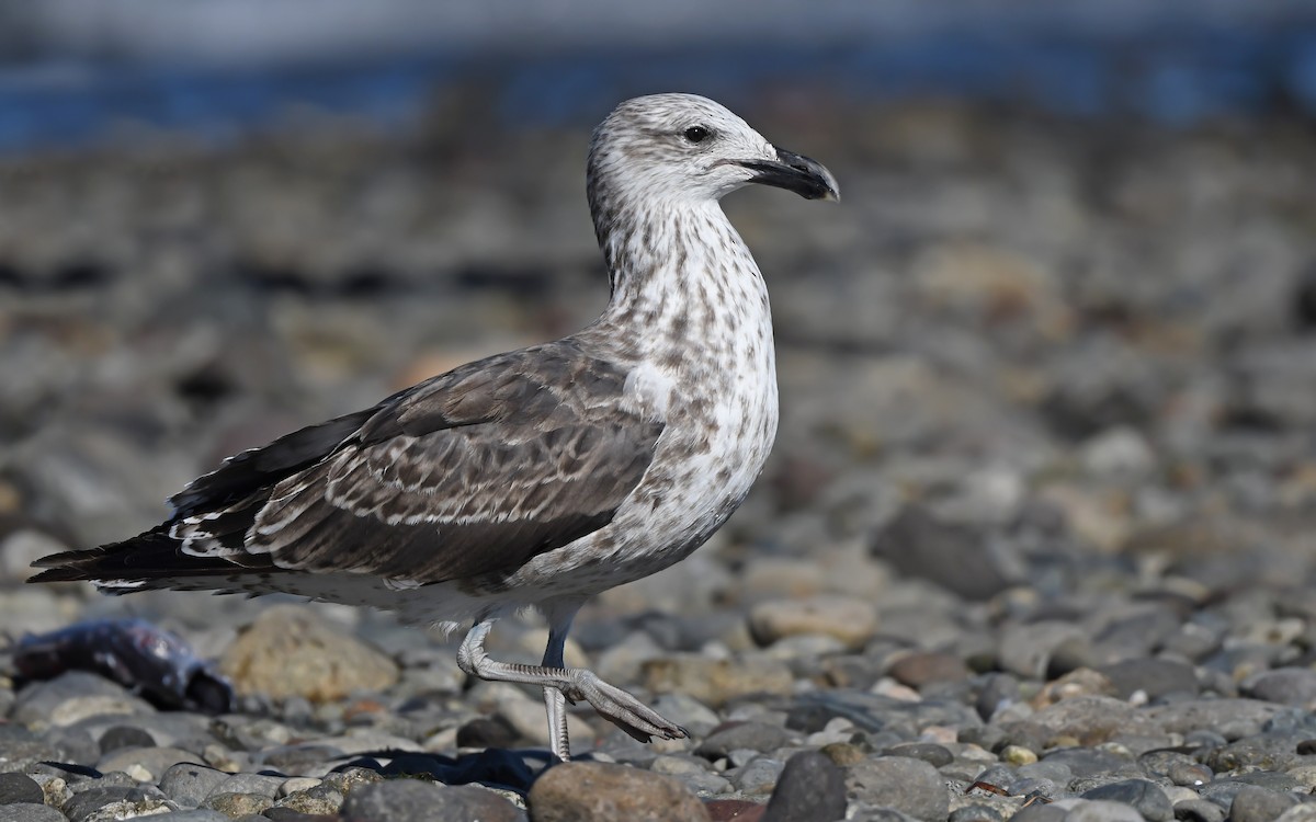 Kelp Gull (dominicanus) - ML618679330