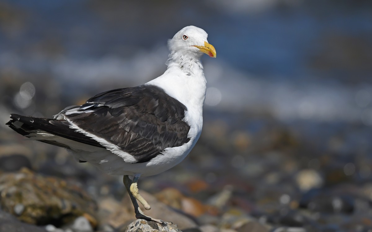 Kelp Gull (dominicanus) - ML618679331