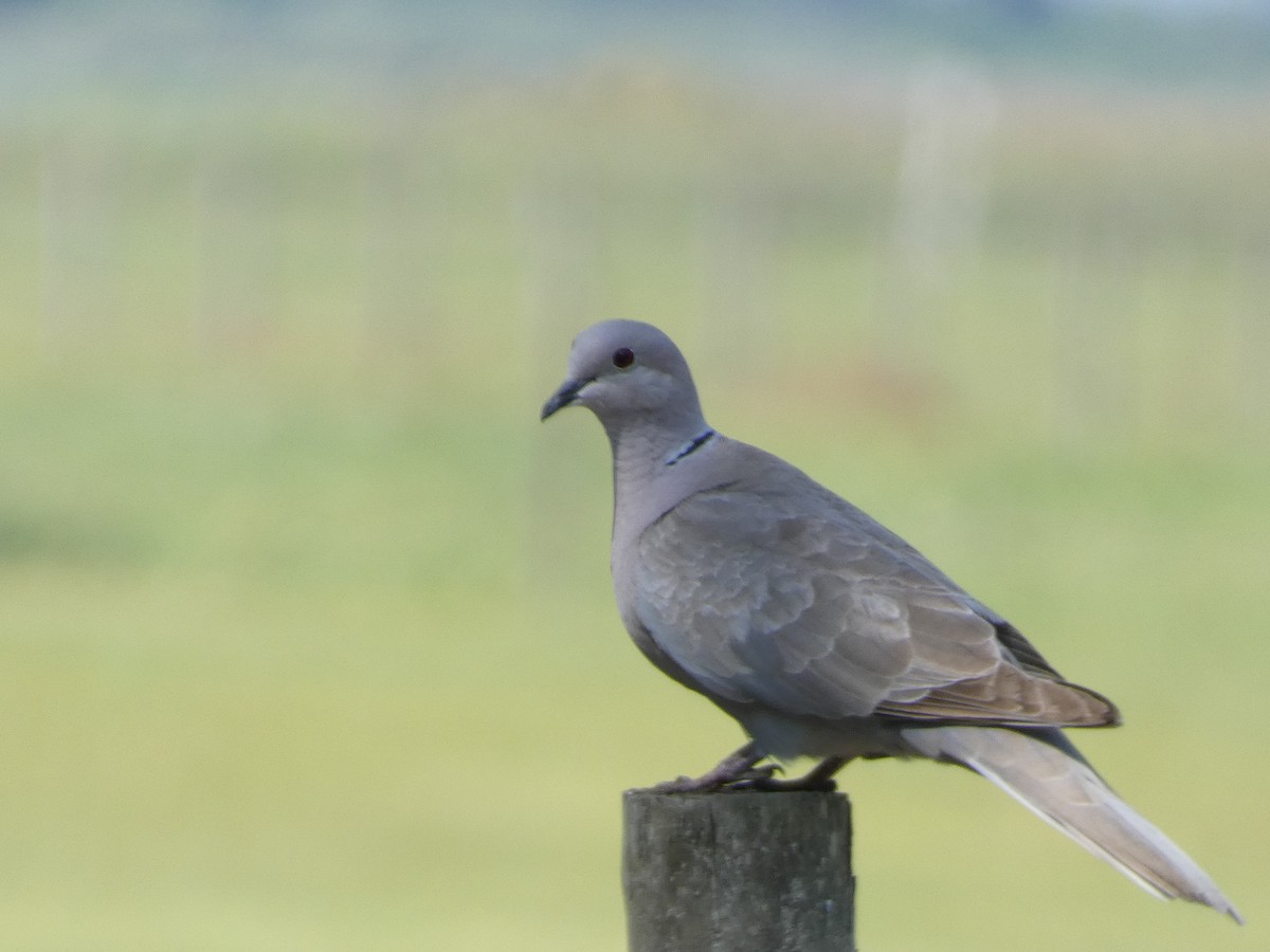 Eurasian Collared-Dove - ML618679338
