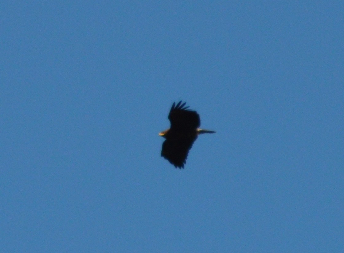 Lesser Spotted Eagle - ML618679400