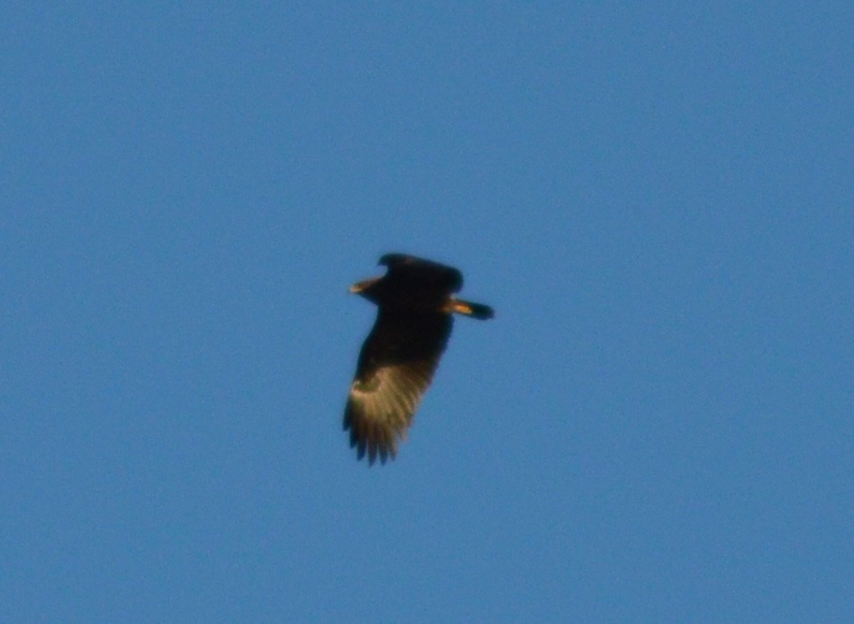 Lesser Spotted Eagle - ML618679401