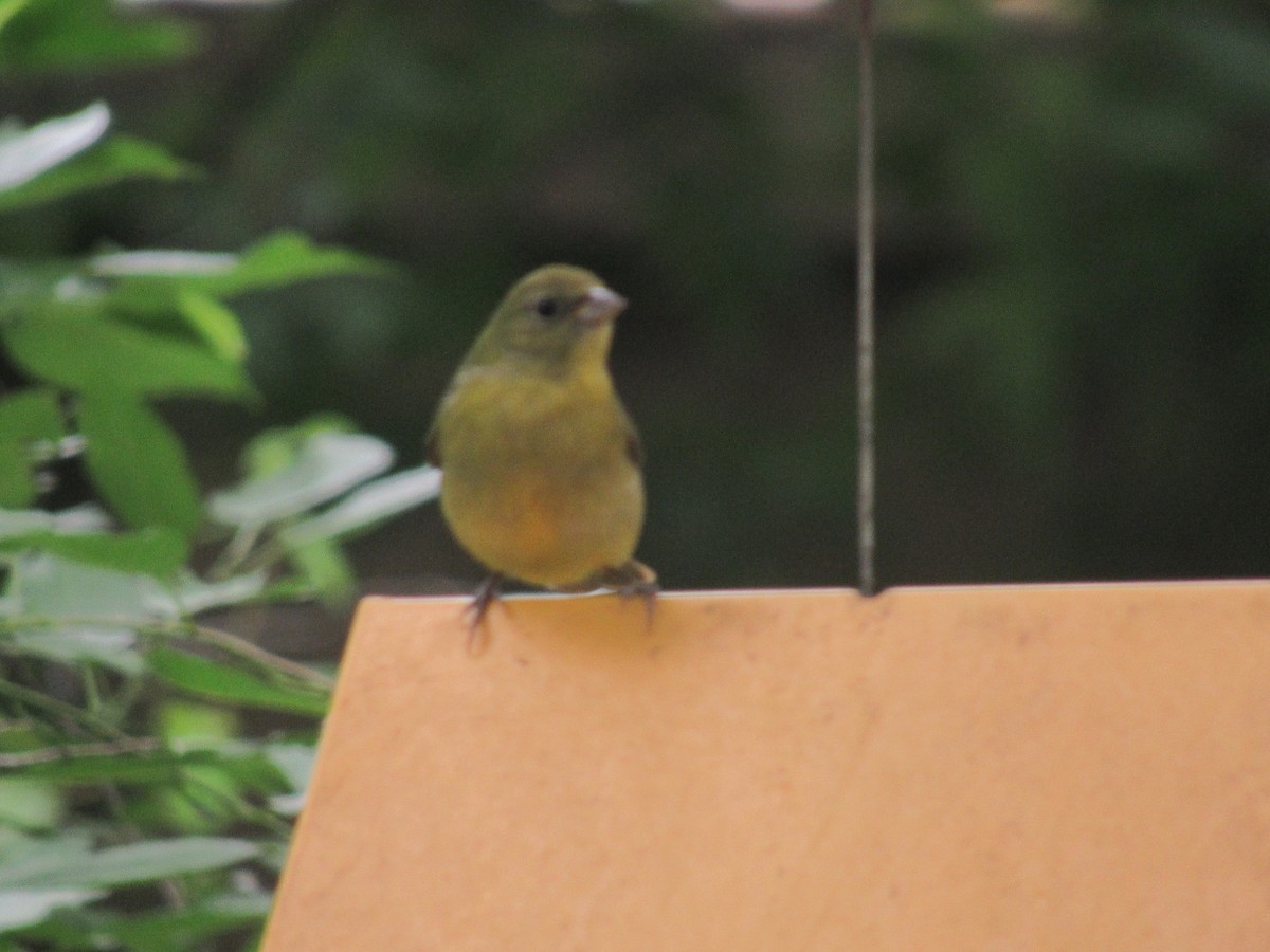 Painted Bunting - ML618679408