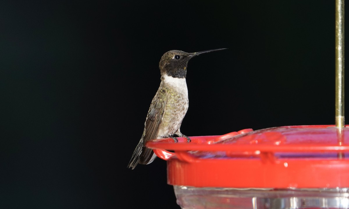 Black-chinned Hummingbird - ML618679411