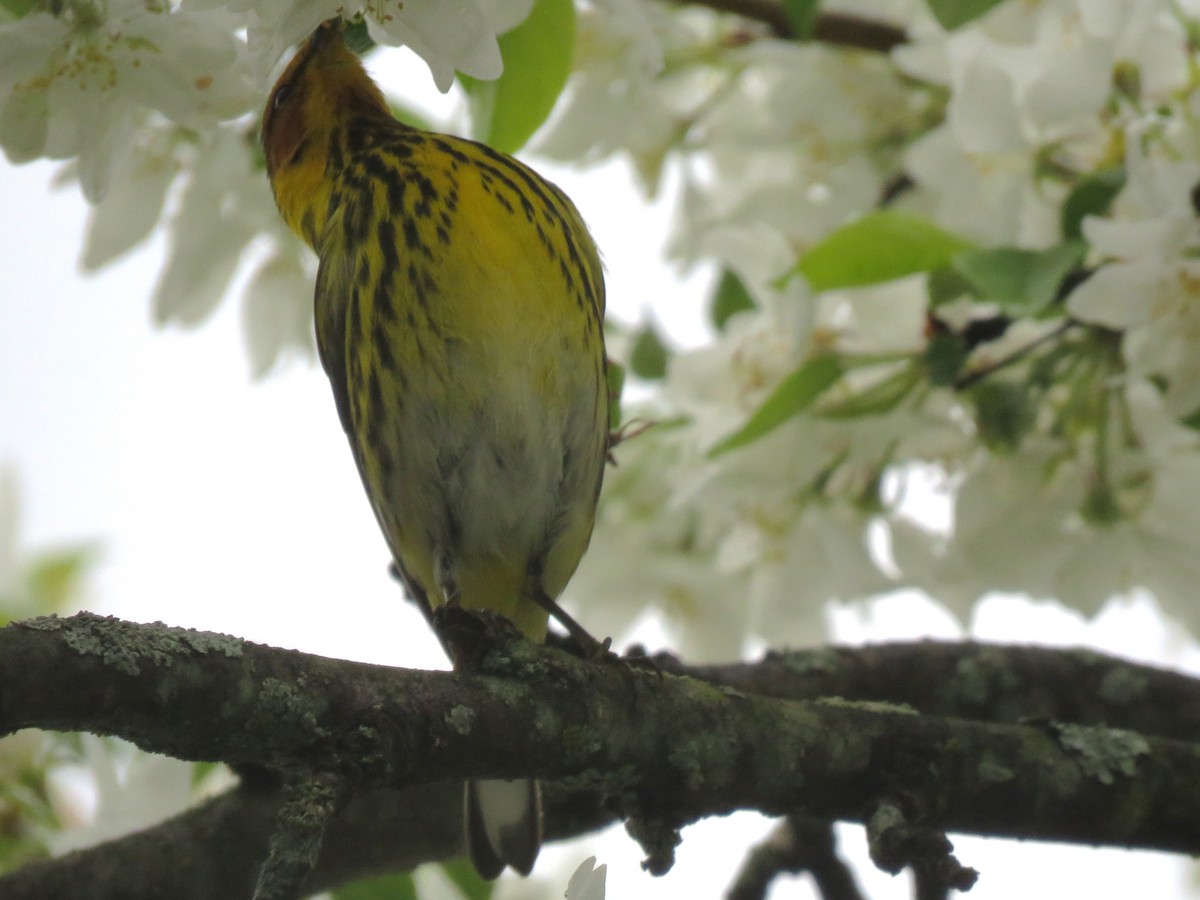 Cape May Warbler - ML618679426