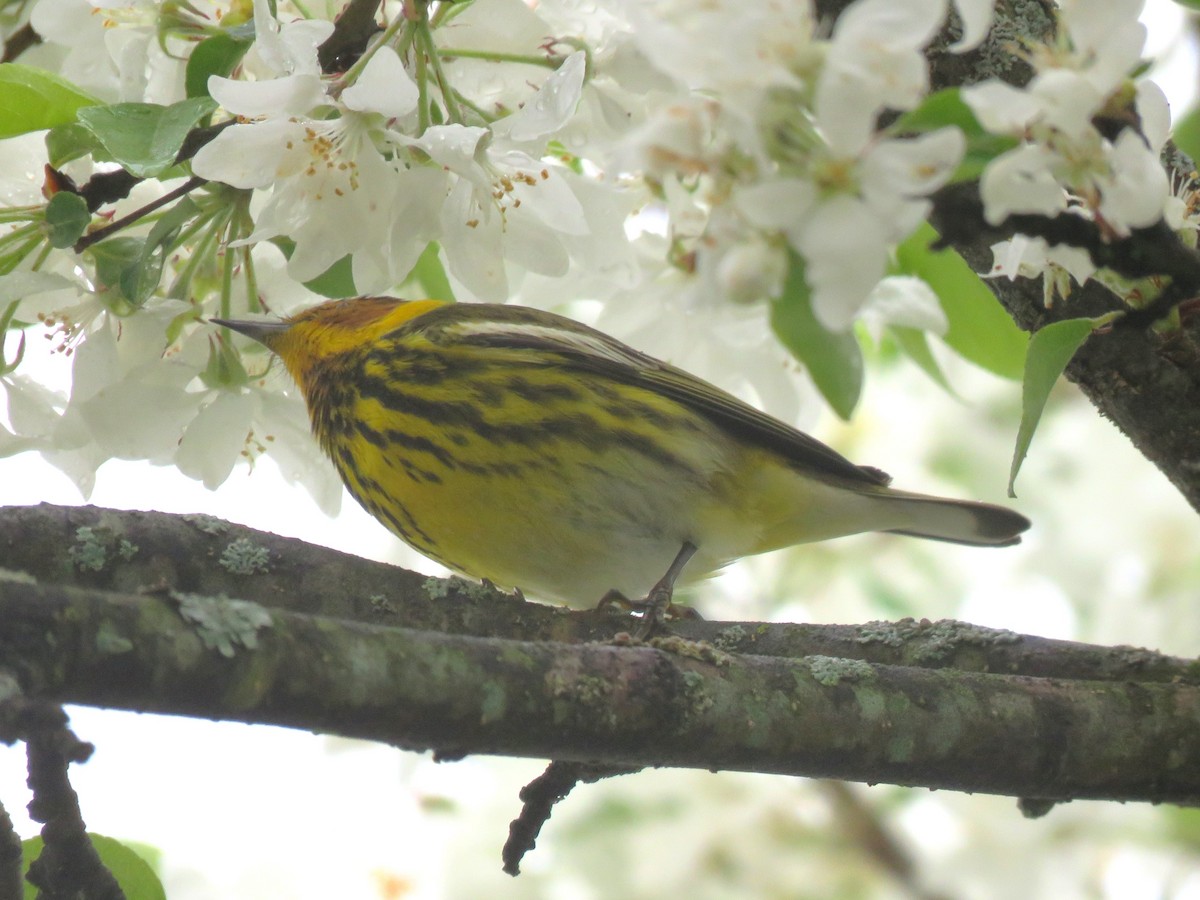 Cape May Warbler - ML618679431