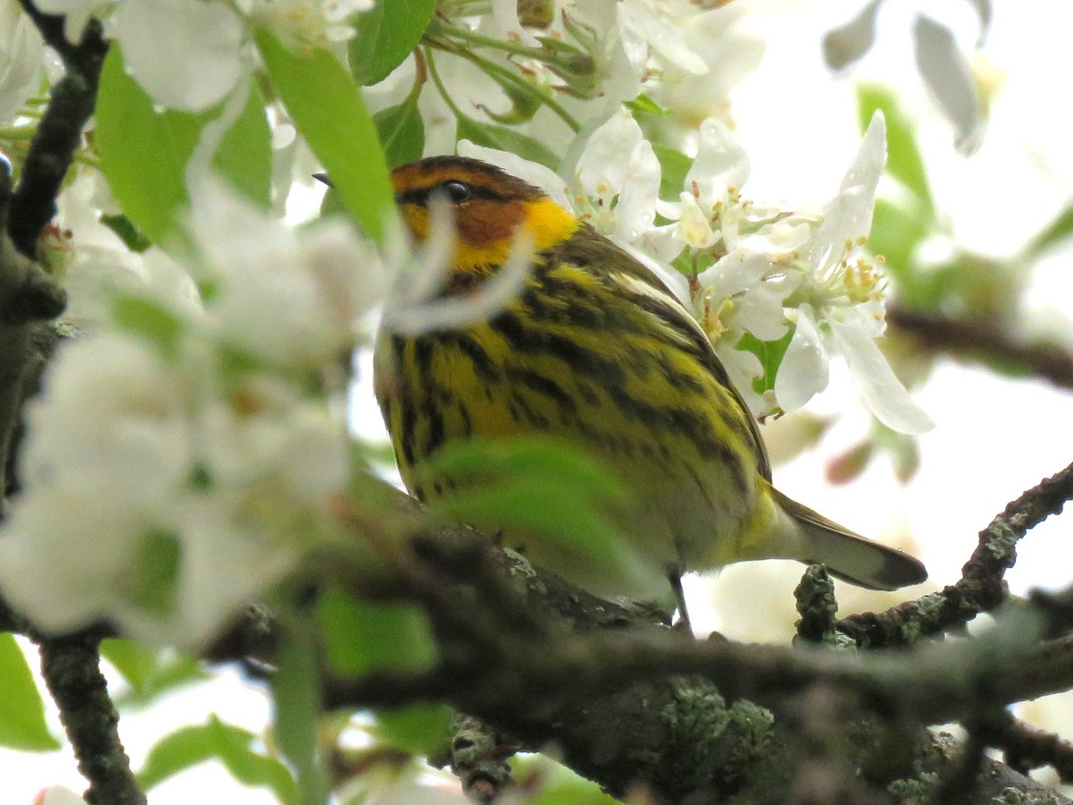 Cape May Warbler - ML618679440