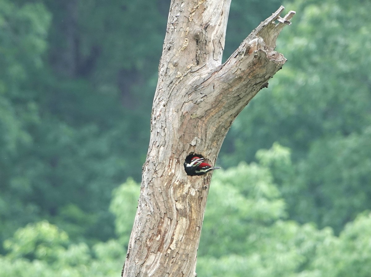 Pileated Woodpecker - ML618679473