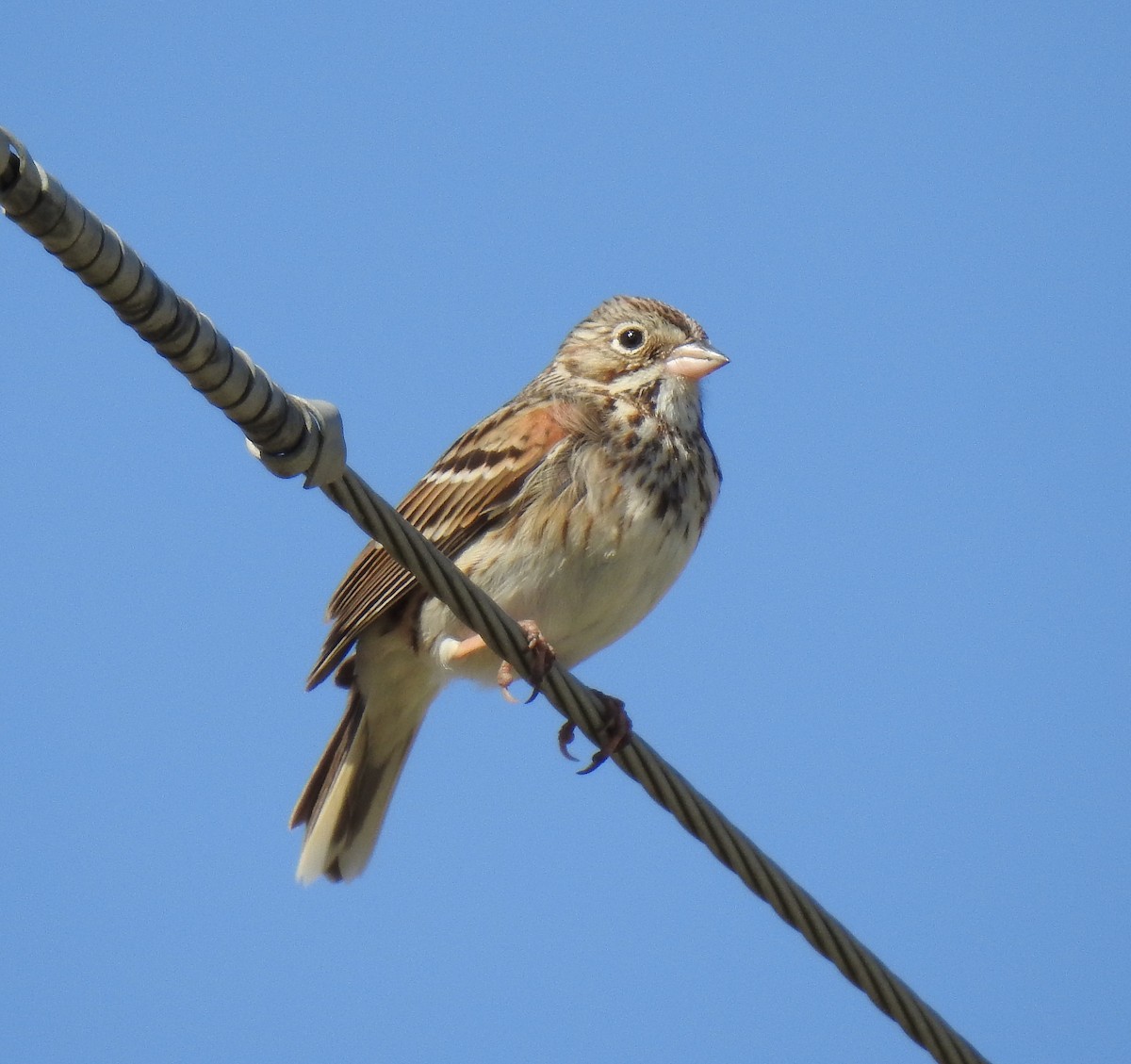 Vesper Sparrow - ML618679476