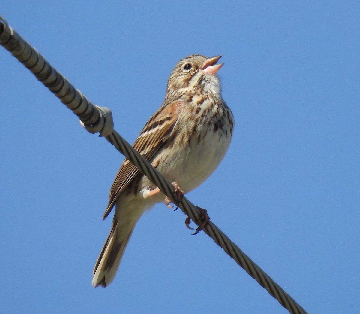 Vesper Sparrow - ML618679481