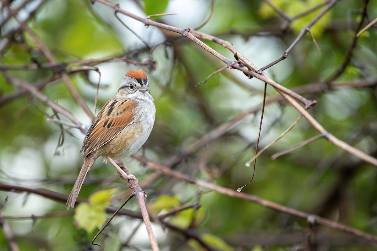 Swamp Sparrow - ML618679493