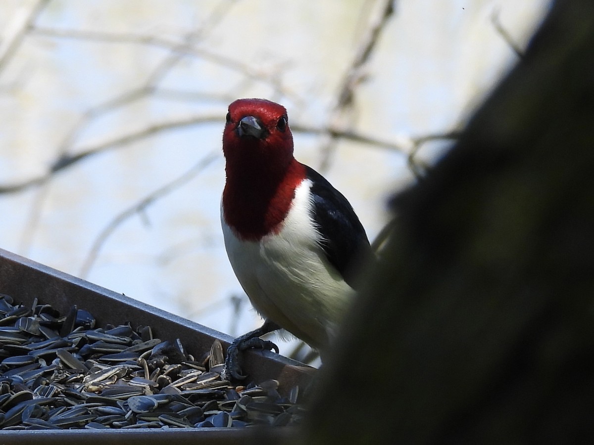 Red-headed Woodpecker - Ryan Gannon