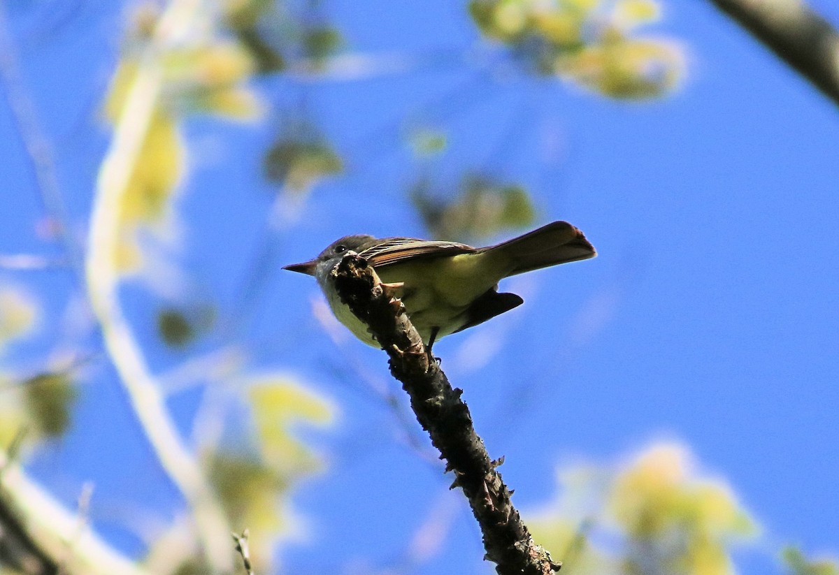 Great Crested Flycatcher - ML618679502