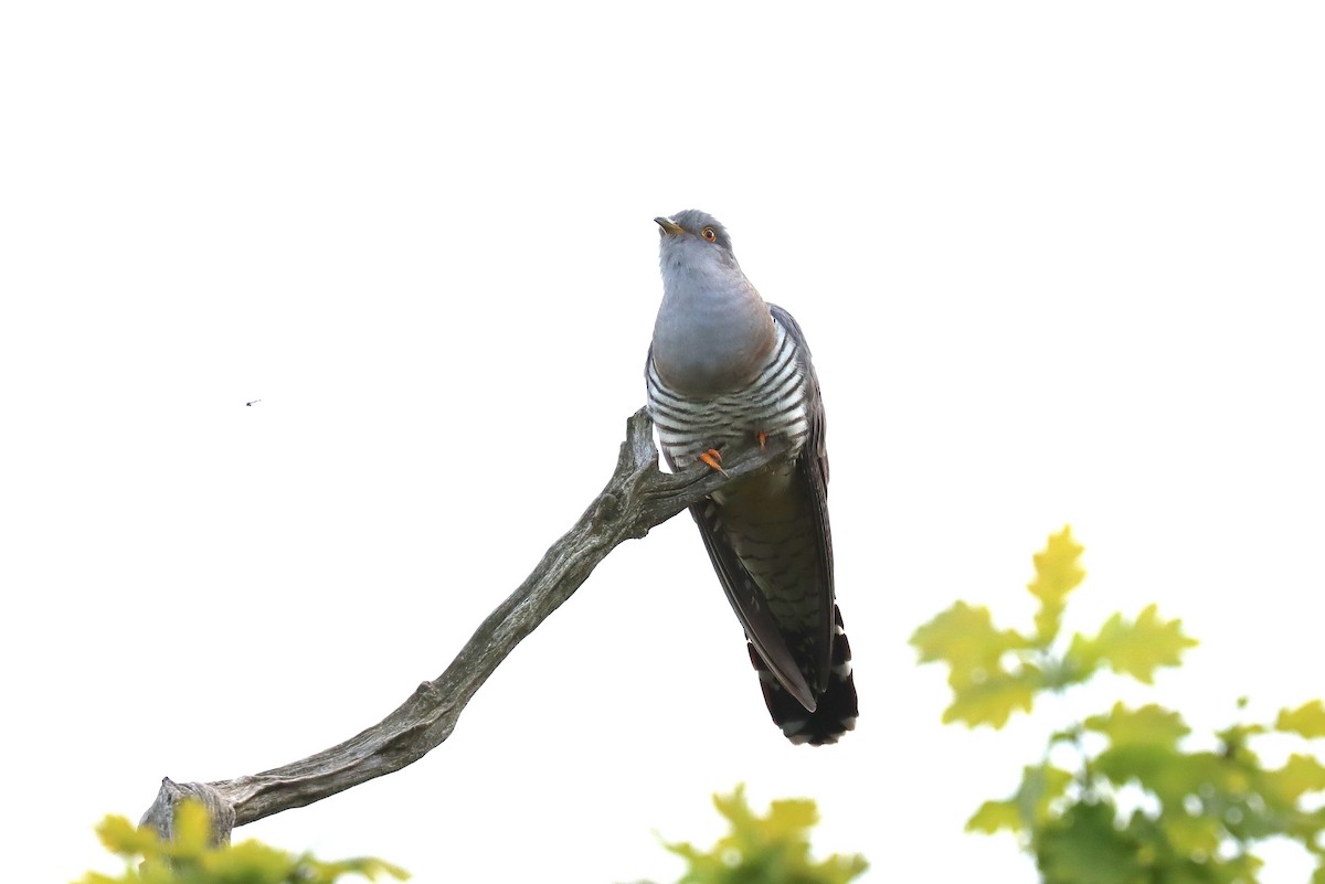 Common Cuckoo - ML618679508