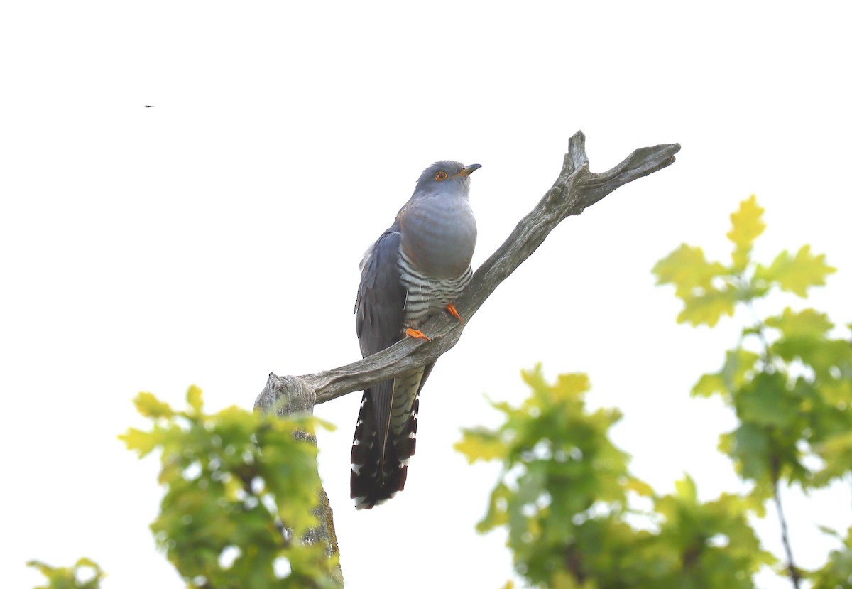 Common Cuckoo - ML618679509