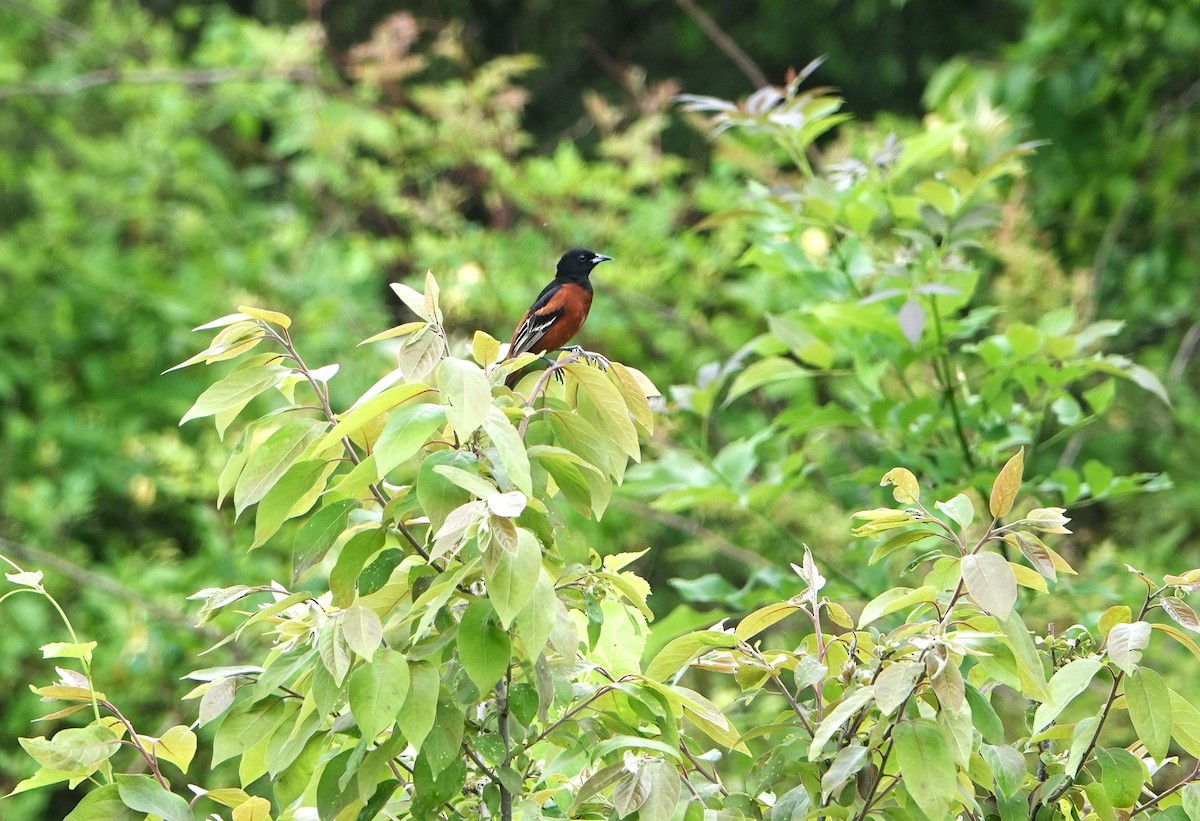Orchard Oriole - ML618679572
