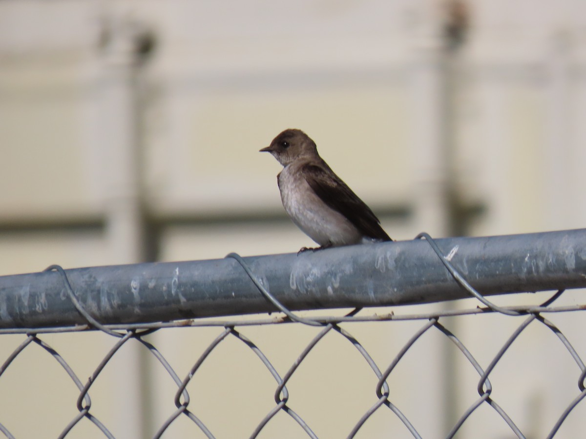 Northern Rough-winged Swallow - ML618679587