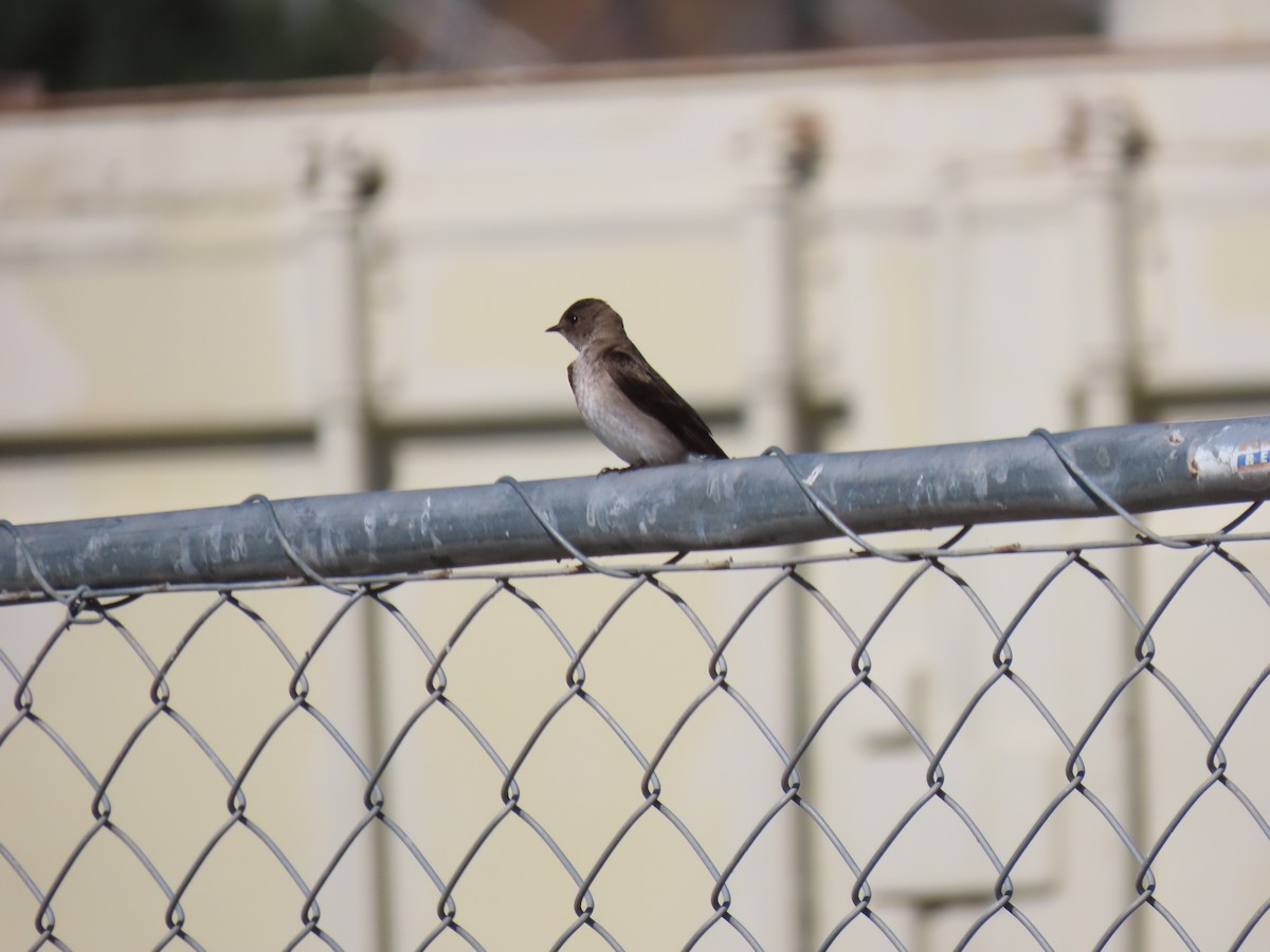Northern Rough-winged Swallow - ML618679589