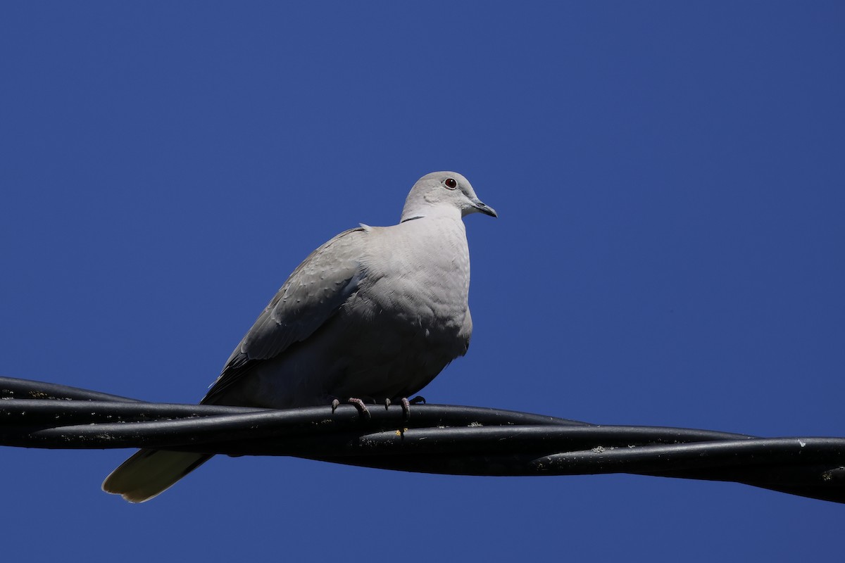 Eurasian Collared-Dove - ML618679615