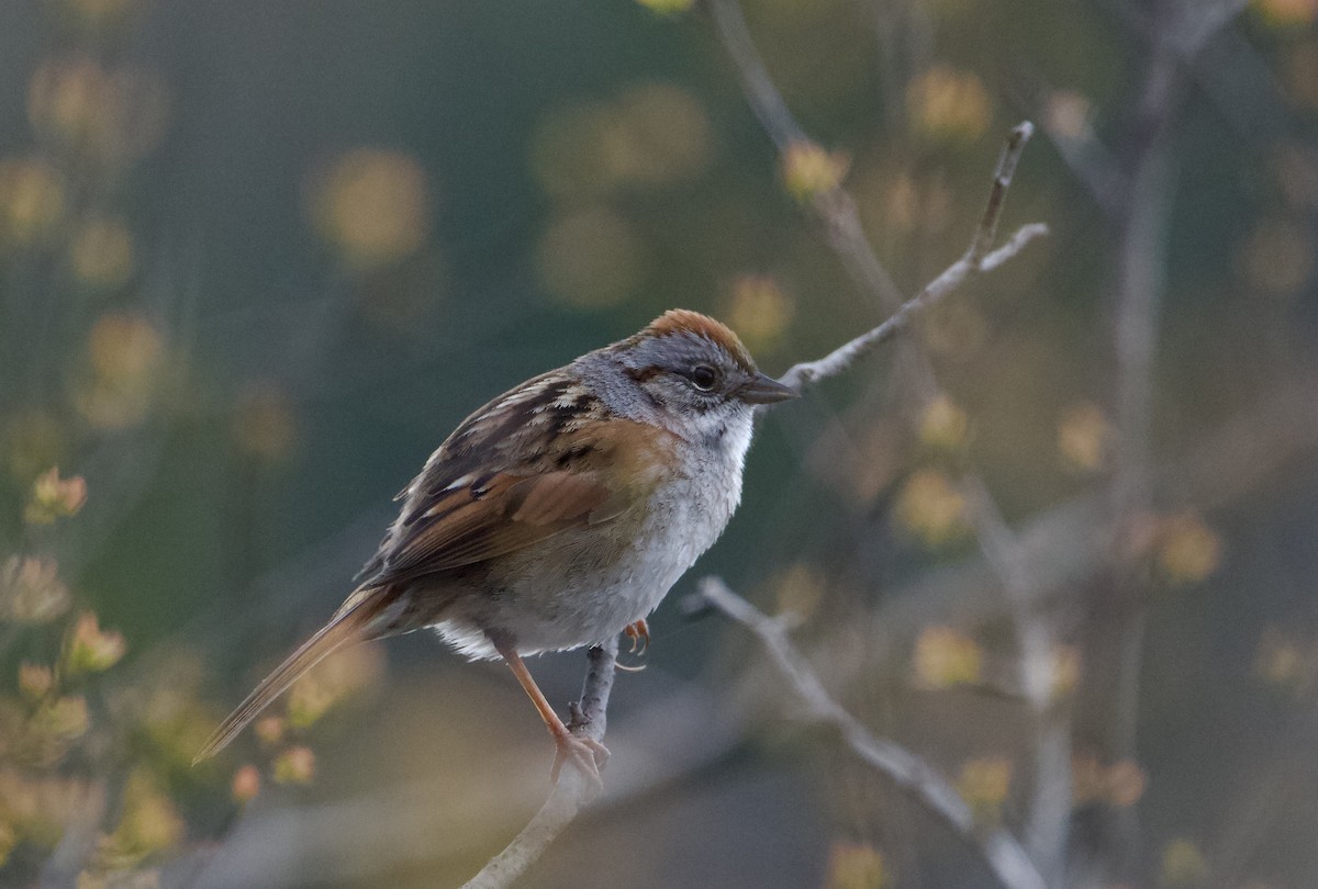 Swamp Sparrow - ML618679630