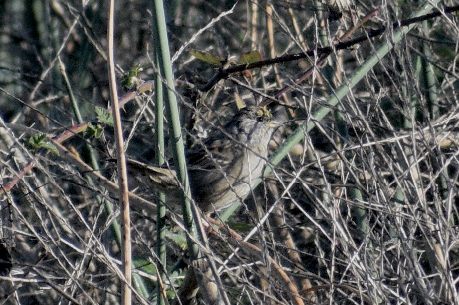 Golden-crowned Sparrow - ML618679634