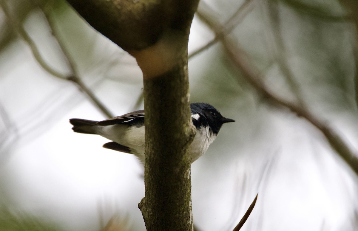 Black-throated Blue Warbler - Jack Kerivan