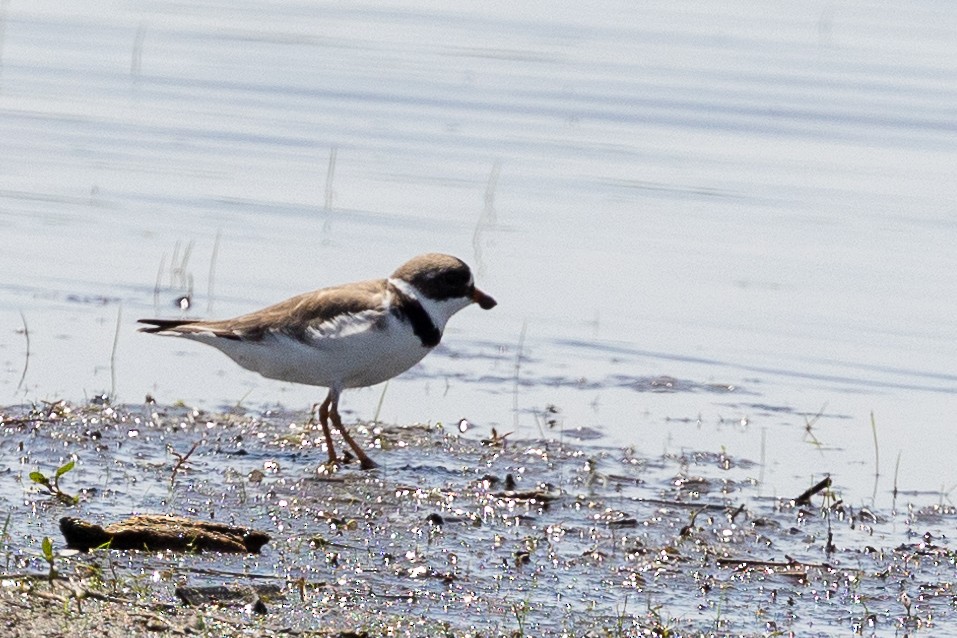 Semipalmated Plover - ML618679641