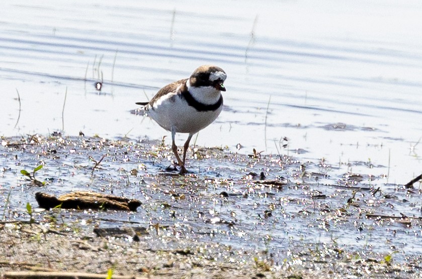 Semipalmated Plover - ML618679642