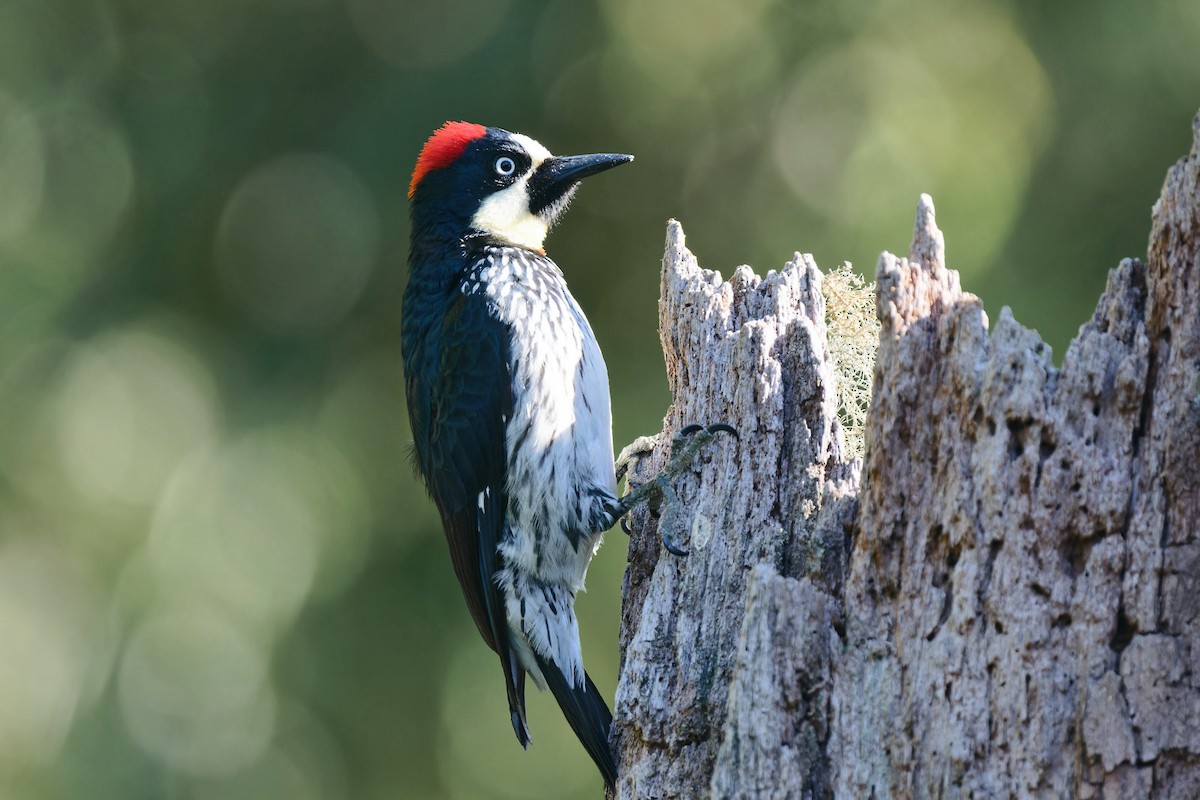 Acorn Woodpecker - ML618679696