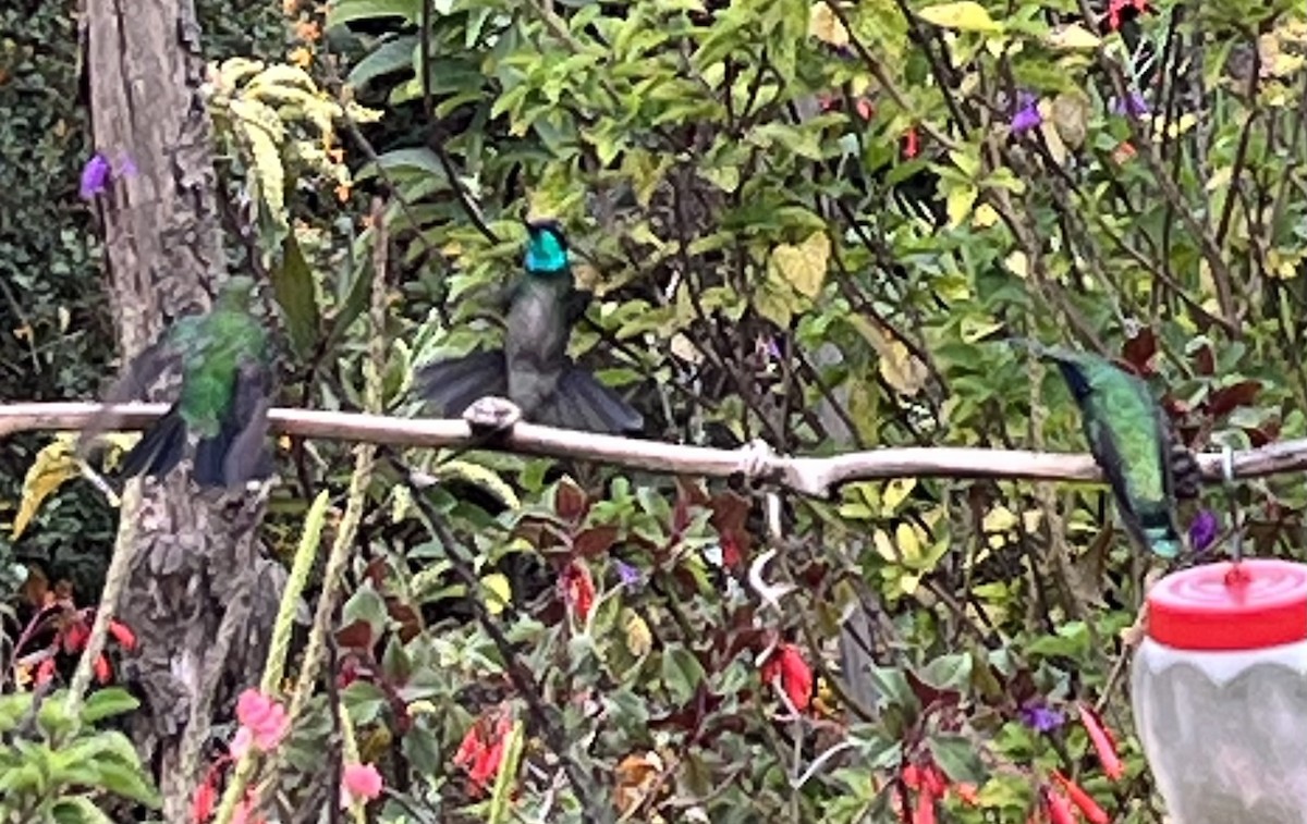 Talamanca Hummingbird - ML618679733