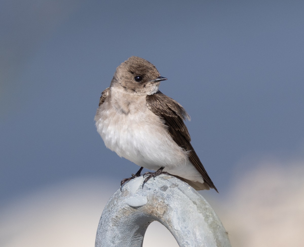 Northern Rough-winged Swallow - ML618679782